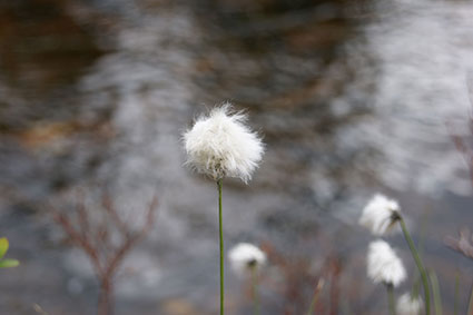Bilde av myrull Copyright Kari Wuttudal 