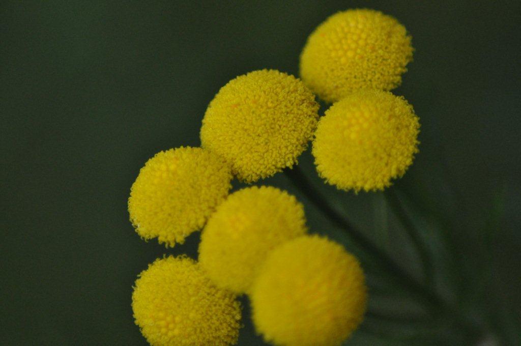 Bilde av gule blomster ©NAKU